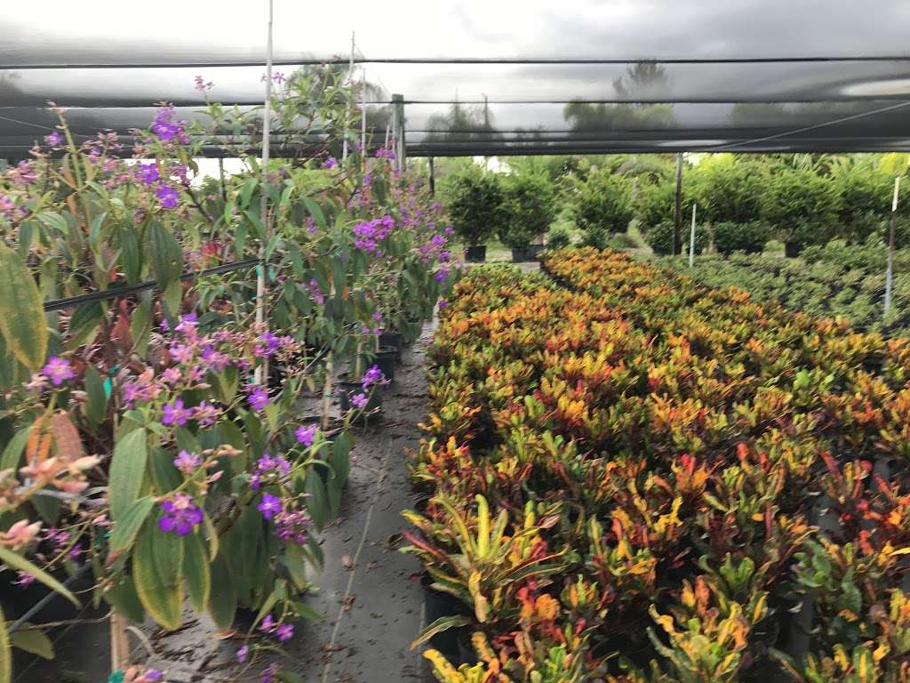 Royal Landscape Nursery | 2204 Hempel Ave, Gotha, FL 34734, USA | Phone: (407) 378-5126