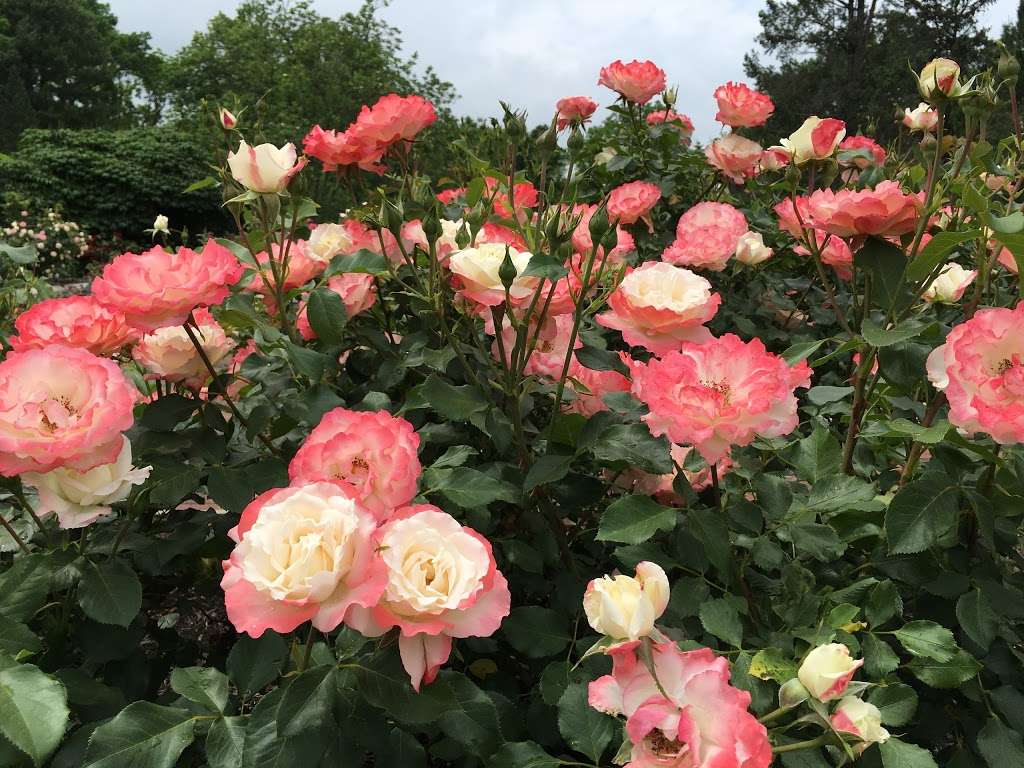 Rudolf W. van der Goot Rose Garden | 156 Mettlers Rd, Somerset, NJ 08873 | Phone: (732) 873-2459