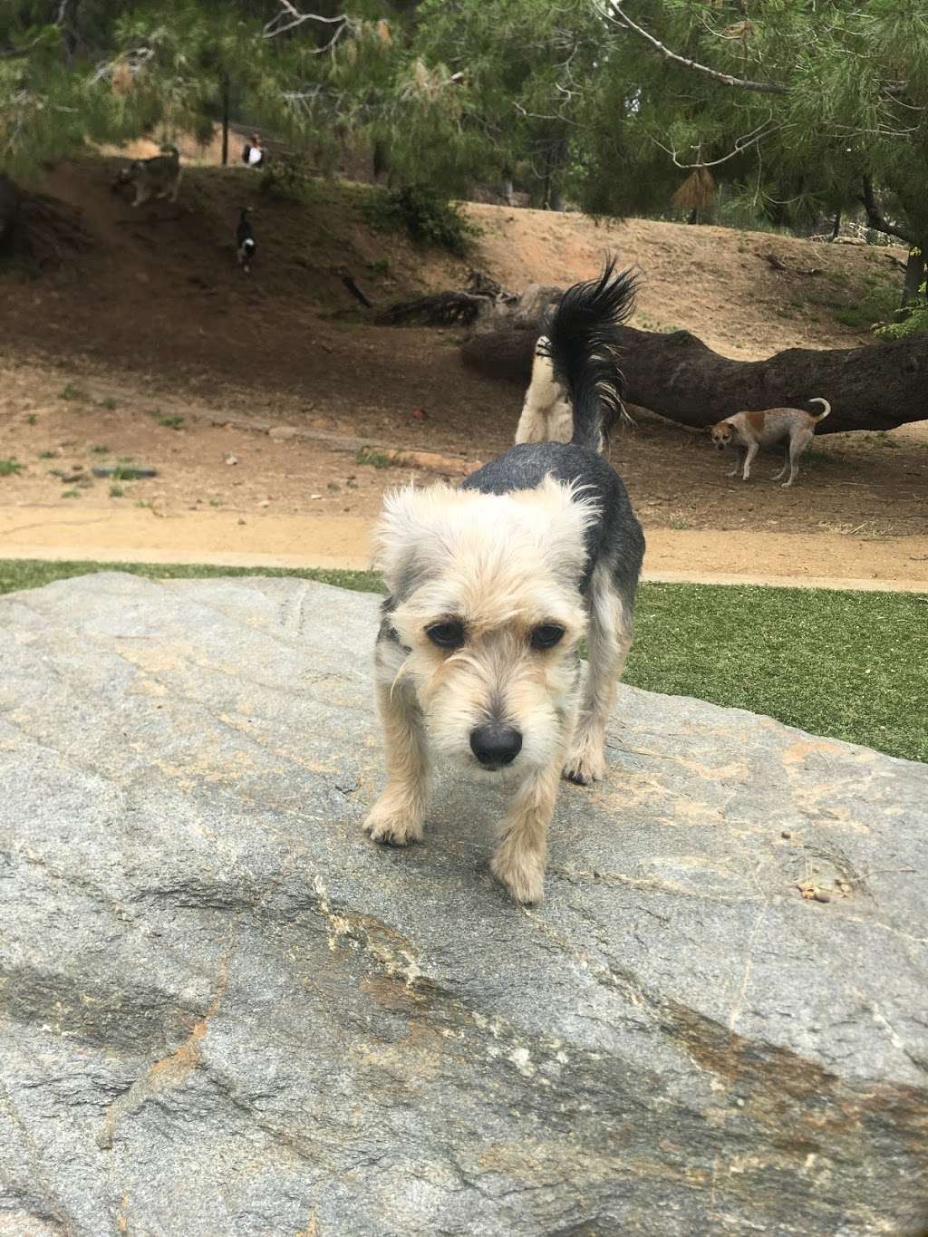 Eagle Rock Dog Park | Eagle Rock, CA 90041, USA