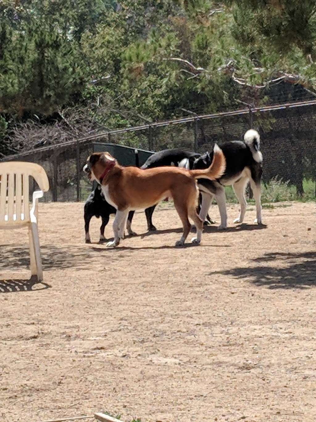 Silverlake Dog Park | 1893-1899 Silver Lake Blvd, Los Angeles, CA 90026, USA | Phone: (323) 644-3946