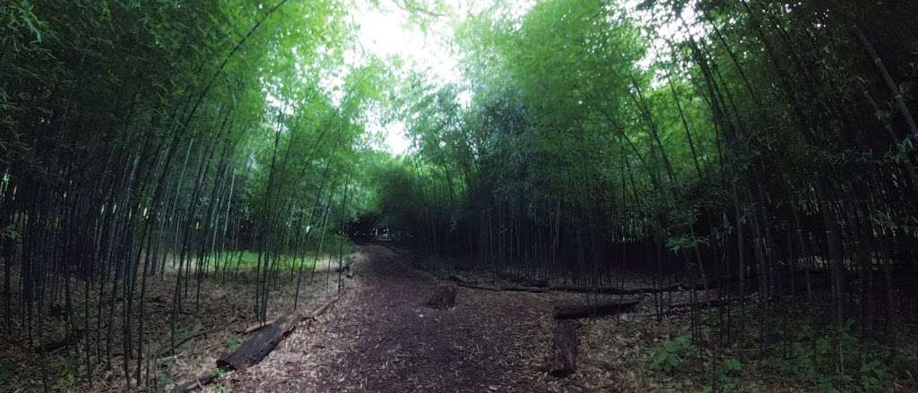 Bamboo Forest Rutgers Gardens | 126 Log Cabin Rd, East Brunswick, NJ 08816, USA