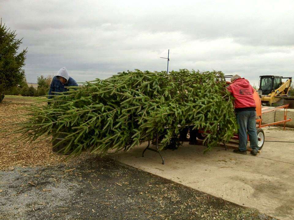 Bengtson Christmas Tree Farm | 10919 W Wilmington Rd, Peotone, IL 60468, USA | Phone: (877) 640-2911