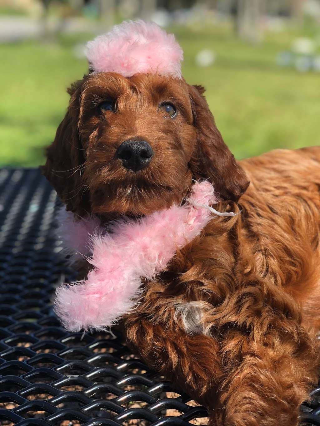 Goldendoodle By Aggie | S Wind, Kissimmee, FL 34746 | Phone: (407) 655-6285