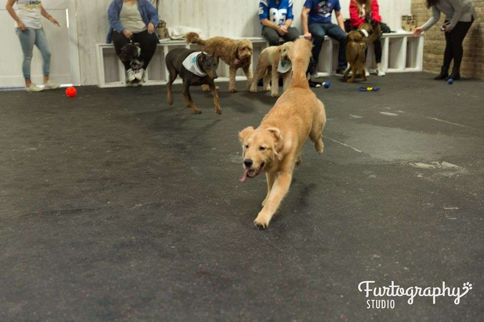 Indys Indoor Bark Park | 5601 E 82nd St, Indianapolis, IN 46250 | Phone: (317) 570-1124