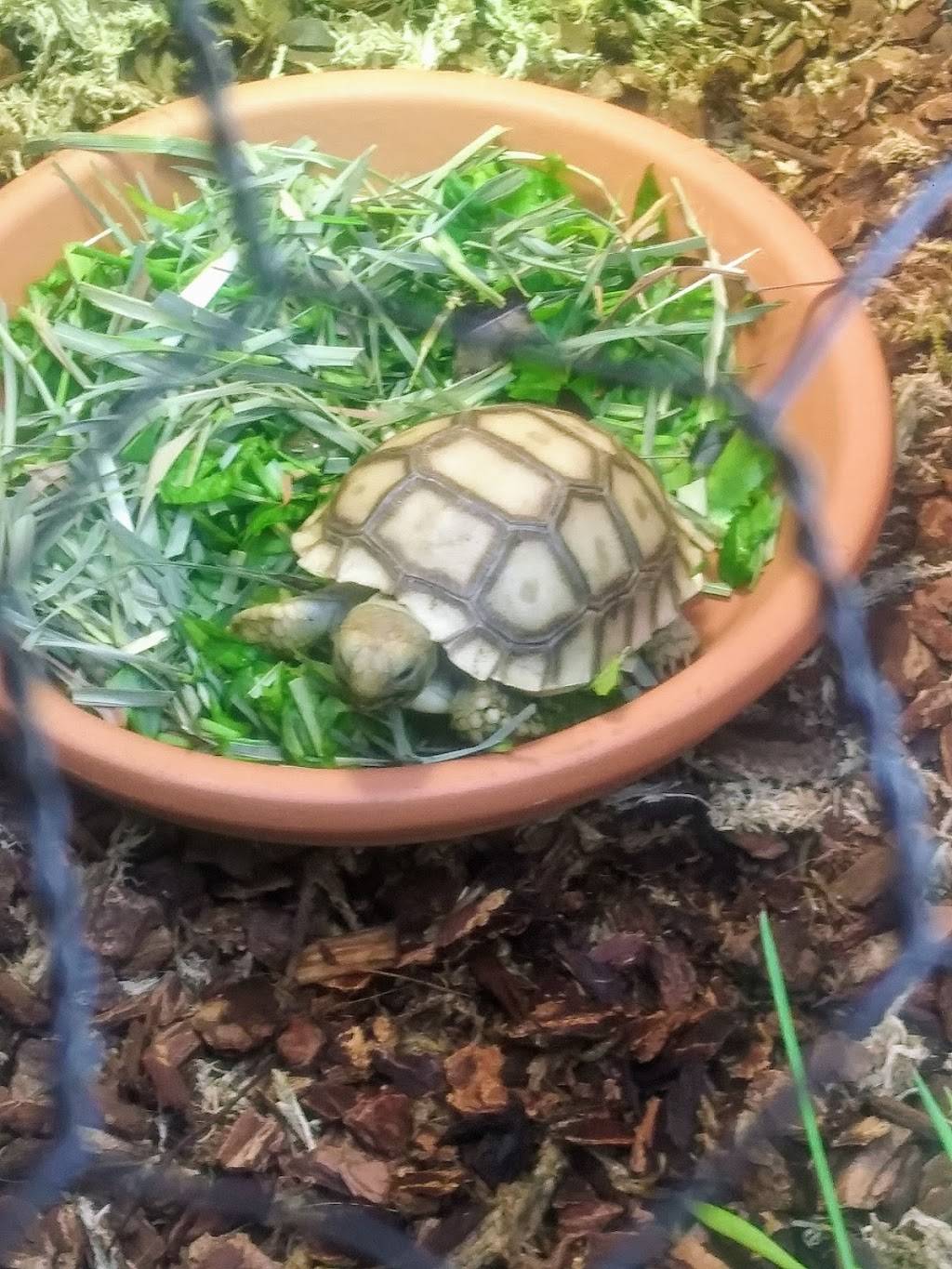 Arizona Sulcata | 2331 N Horne, Mesa, AZ 85203, USA