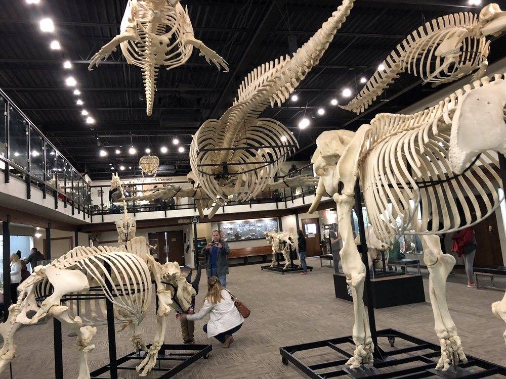 Museum of Osteology | 10301 S Sunnylane Rd, Oklahoma City, OK 73160, USA | Phone: (405) 814-0006