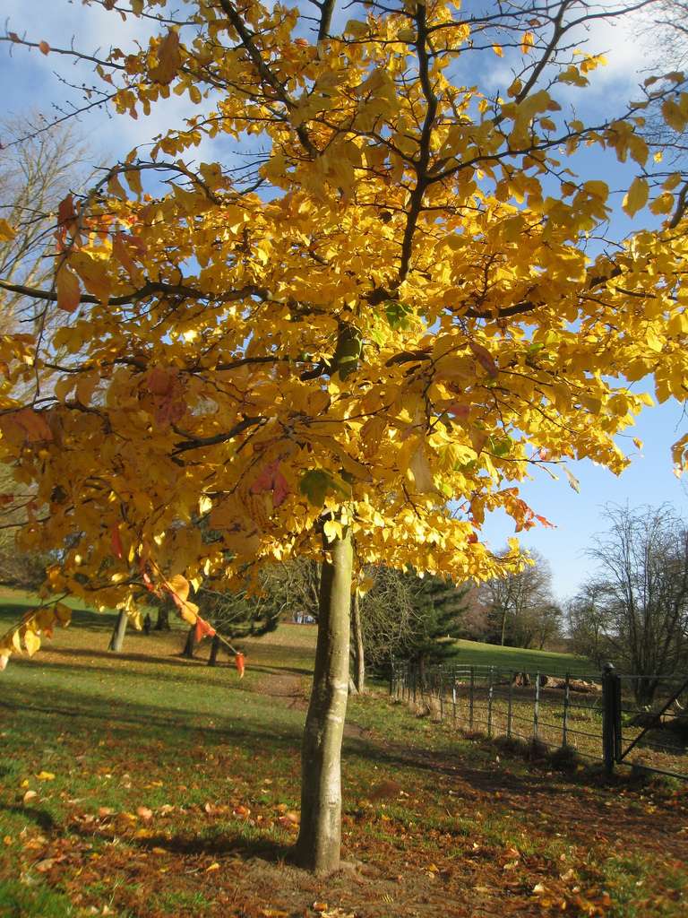 Sahaja Yoga Meditation Free Classes in Hampstead | Friends Meeting House, 120 Heath St, Hampstead, London NW3 1DR, UK | Phone: 020 7435 9473