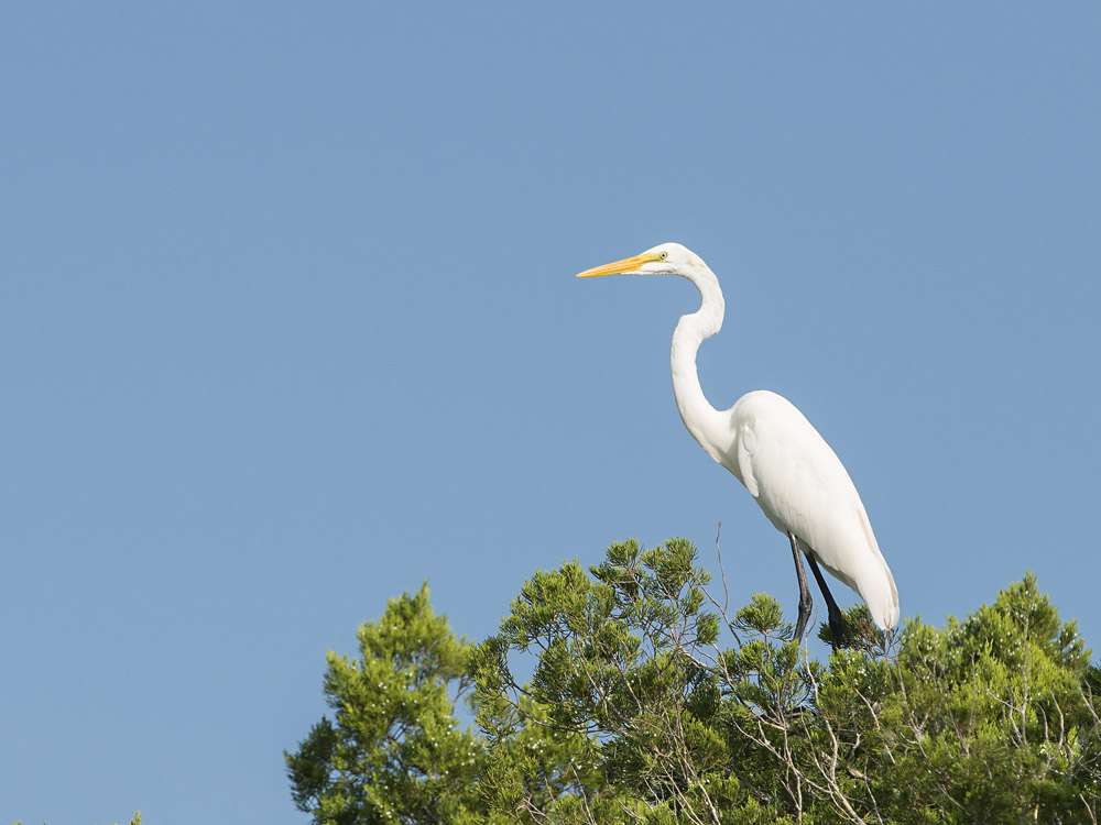 Merritt Island National Wildlife Refuge | Florida 32782, USA | Phone: (321) 861-0669