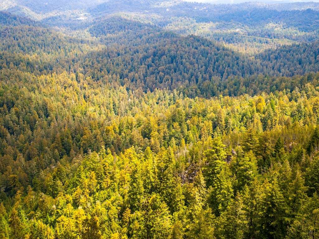 Marbled Murrelet Nesting Area | Sequoia Trail, Boulder Creek, CA 95006, USA