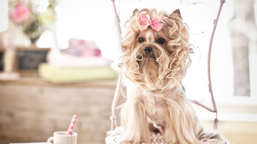 Pet Spa & Beyond | 955 Sansburys Way Ste #212, West Palm Beach, FL 33411 | Phone: (561) 267-7160