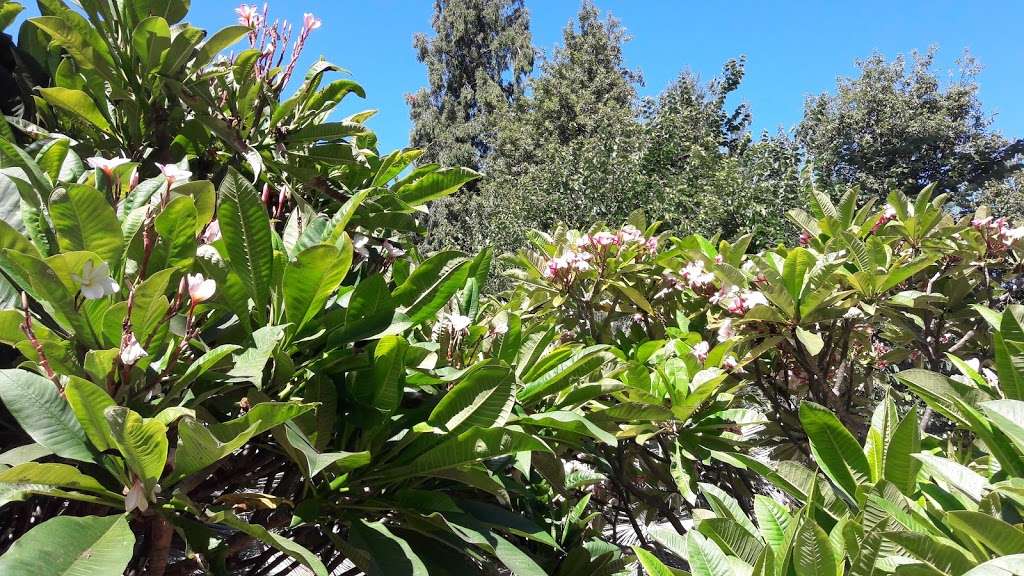 Plumeria Trail | 5776031900, Arcadia, CA 91007, USA