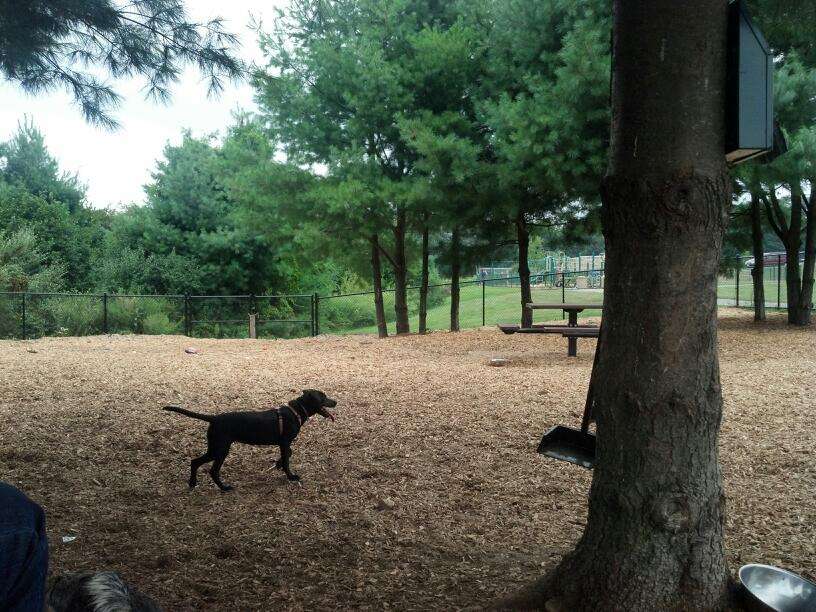 Dog Park at Dacey Community Field | Lincoln Street, Franklin, MA 02038