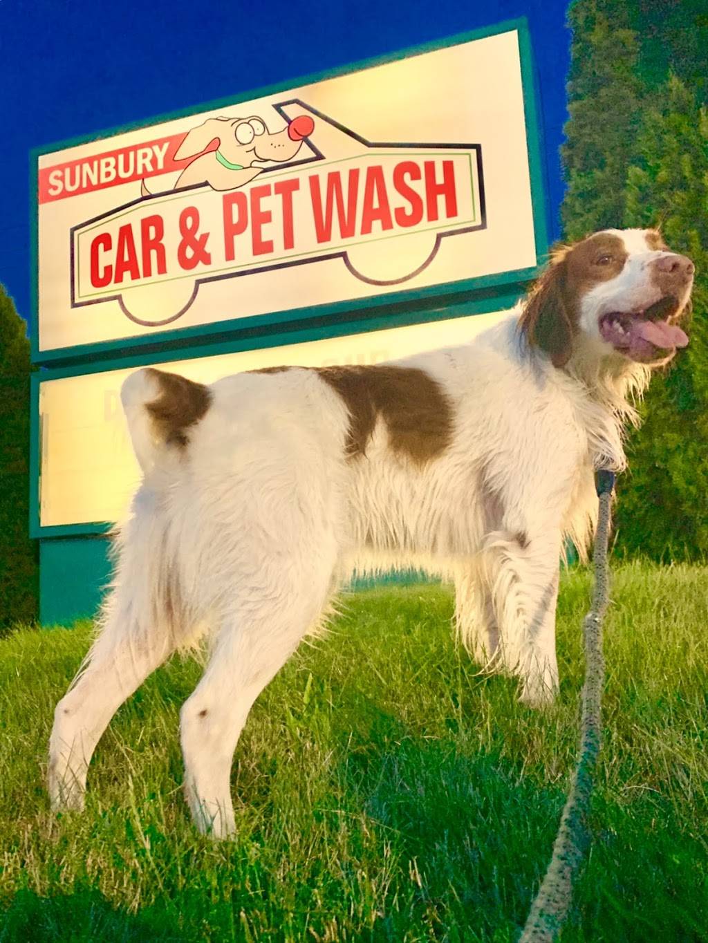 Sunbury Auto & Pet Wash | 4353 Executive Pkwy, Westerville, OH 43081, USA | Phone: (614) 818-4669