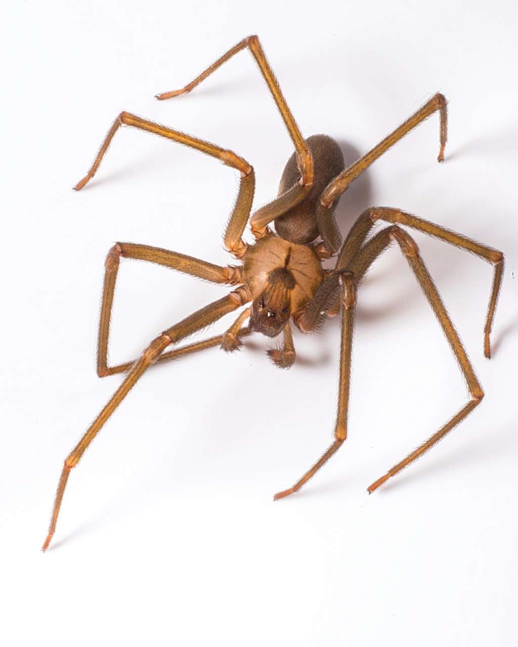 Southern New Hampshire Pest Control | A1 Exterminators | 12 St James Pl, Nashua, NH 03062, USA | Phone: (603) 888-2636