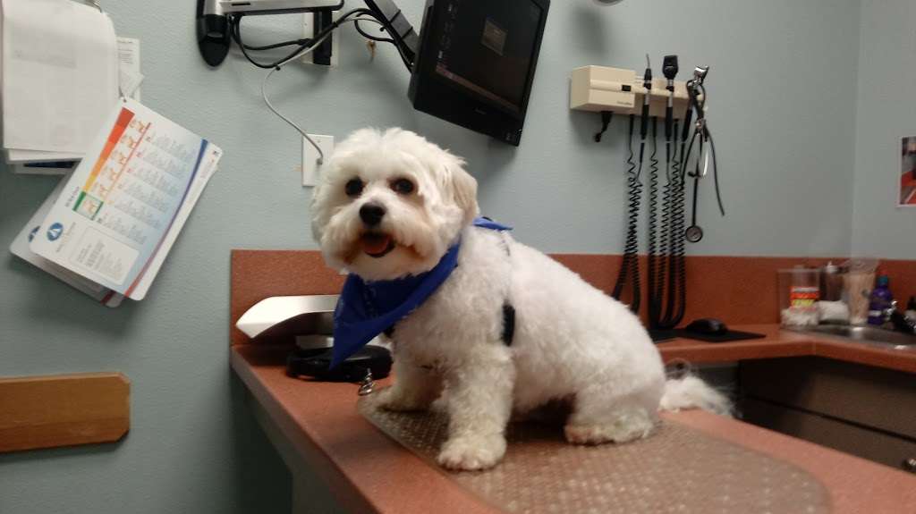 Galveston Veterinary Clinic | 2108 61st St, Galveston, TX 77551, USA | Phone: (409) 744-5355