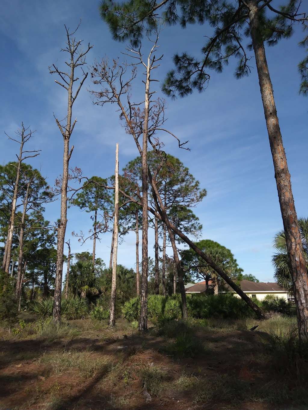 Royal Palm Beach Pines Natural Area | Royal Palm Beach, FL 33411 | Phone: (561) 233-2400