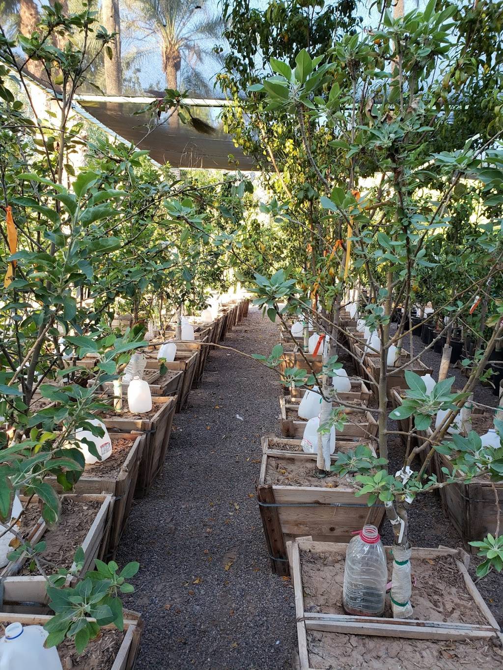 Greenfield Citrus Nursery, Inc. | 2558 E Lehi Rd, Mesa, AZ 85213, USA | Phone: (480) 830-8000