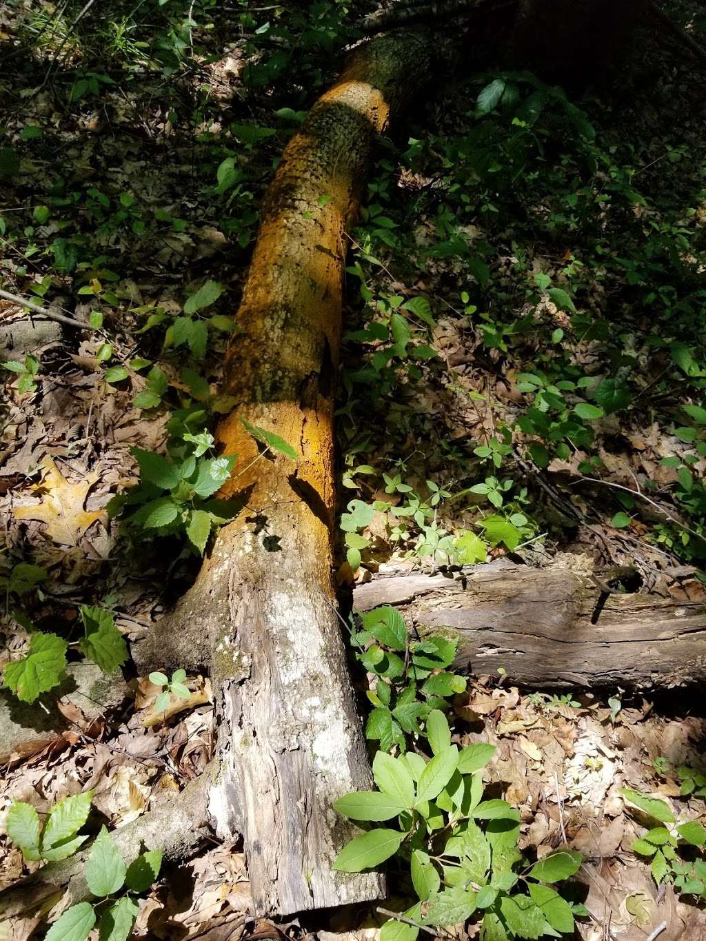 Stephens Road Nature Preserve | 5901 Stephens Rd, Huntersville, NC 28078, USA