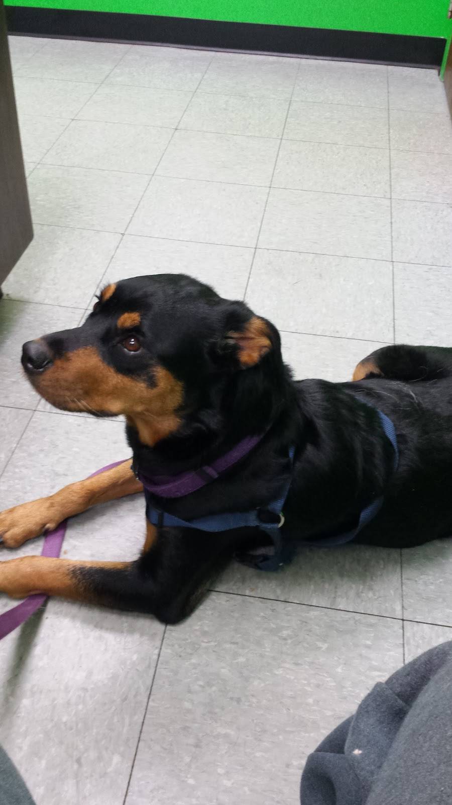 Columbia Animal Clinic | 26565 Royalton Rd, Columbia Station, OH 44028, USA | Phone: (440) 236-8200