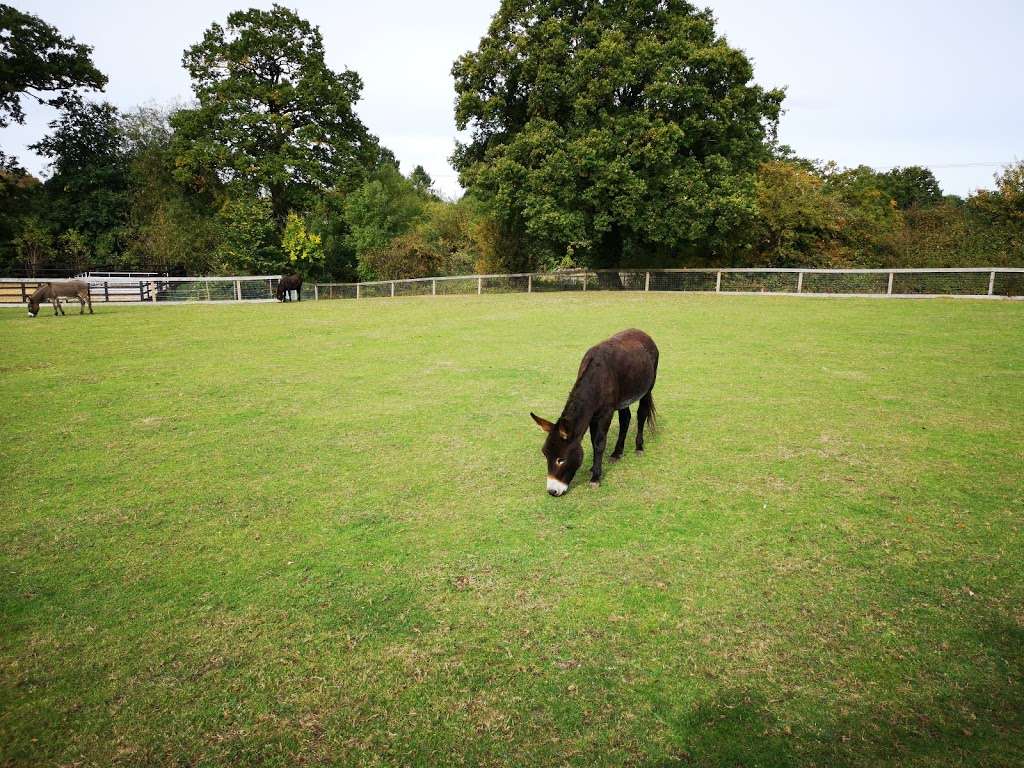 Redwings Horse Sanctuary - Ada Cole | Broadlands, Epping Road, B181, Roydon, Nazeing EN9 2DH, UK | Phone: 0870 040 0033