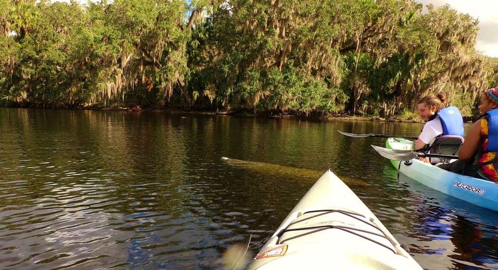 Kayak Florida in Blue Springs | 2100 W French Ave, Orange City, FL 32763, USA | Phone: (904) 315-8442