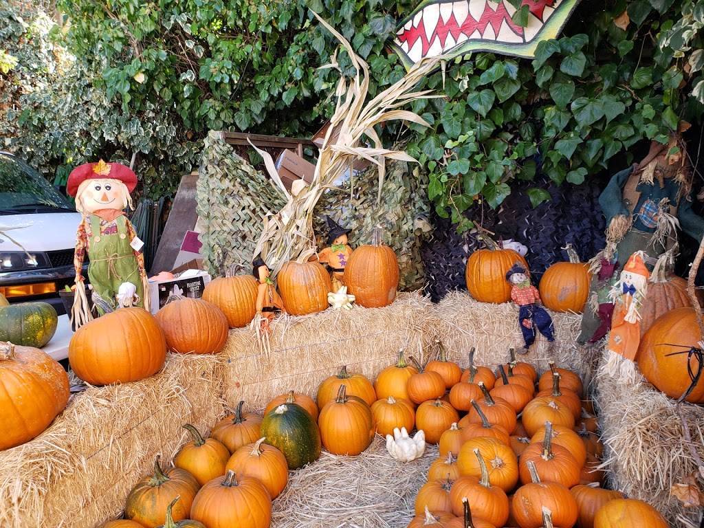 Piedmont Avenue Pumpkin Patch | 4414 Piedmont Ave, Oakland, CA 94611, USA | Phone: (510) 967-9363