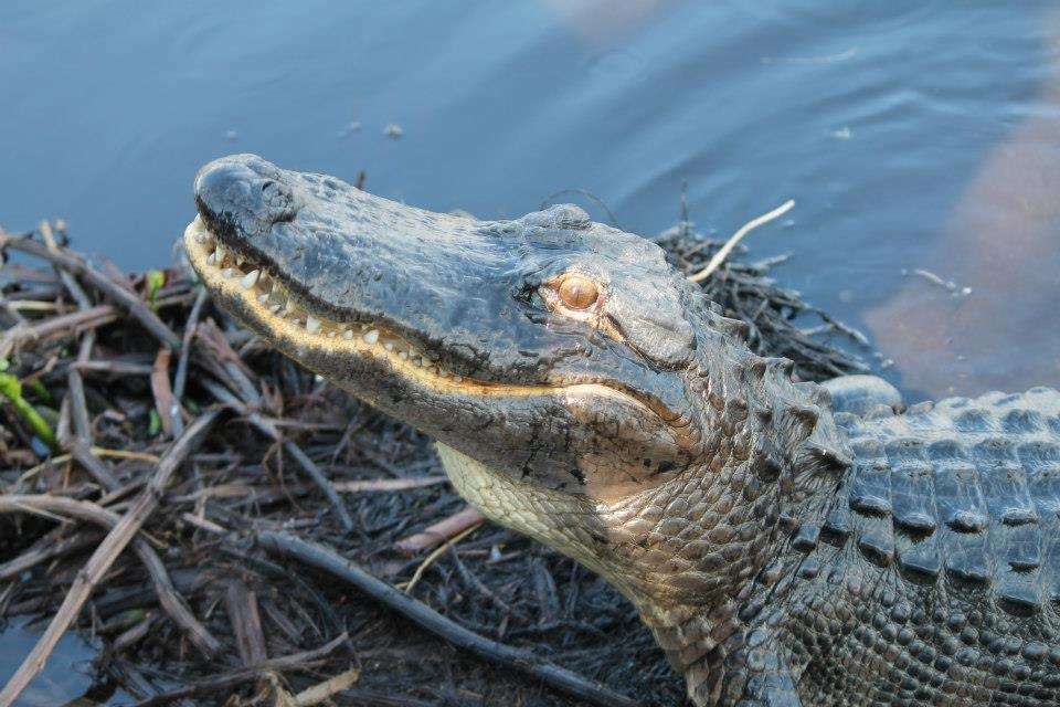 Airboat In Everglades | 17696 SW 8th St, Miami, FL 33194 | Phone: (888) 893-4443