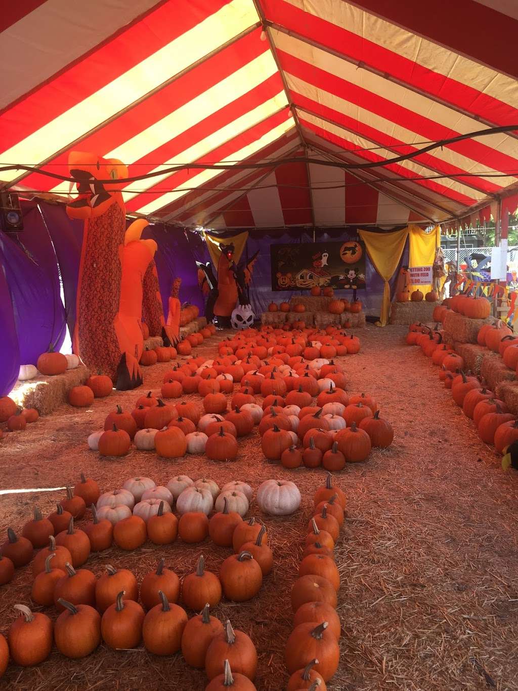 Duarte Pumpkins & Christmas Trees | 2107 Huntington Dr, Duarte, CA 91010 | Phone: (626) 818-9068