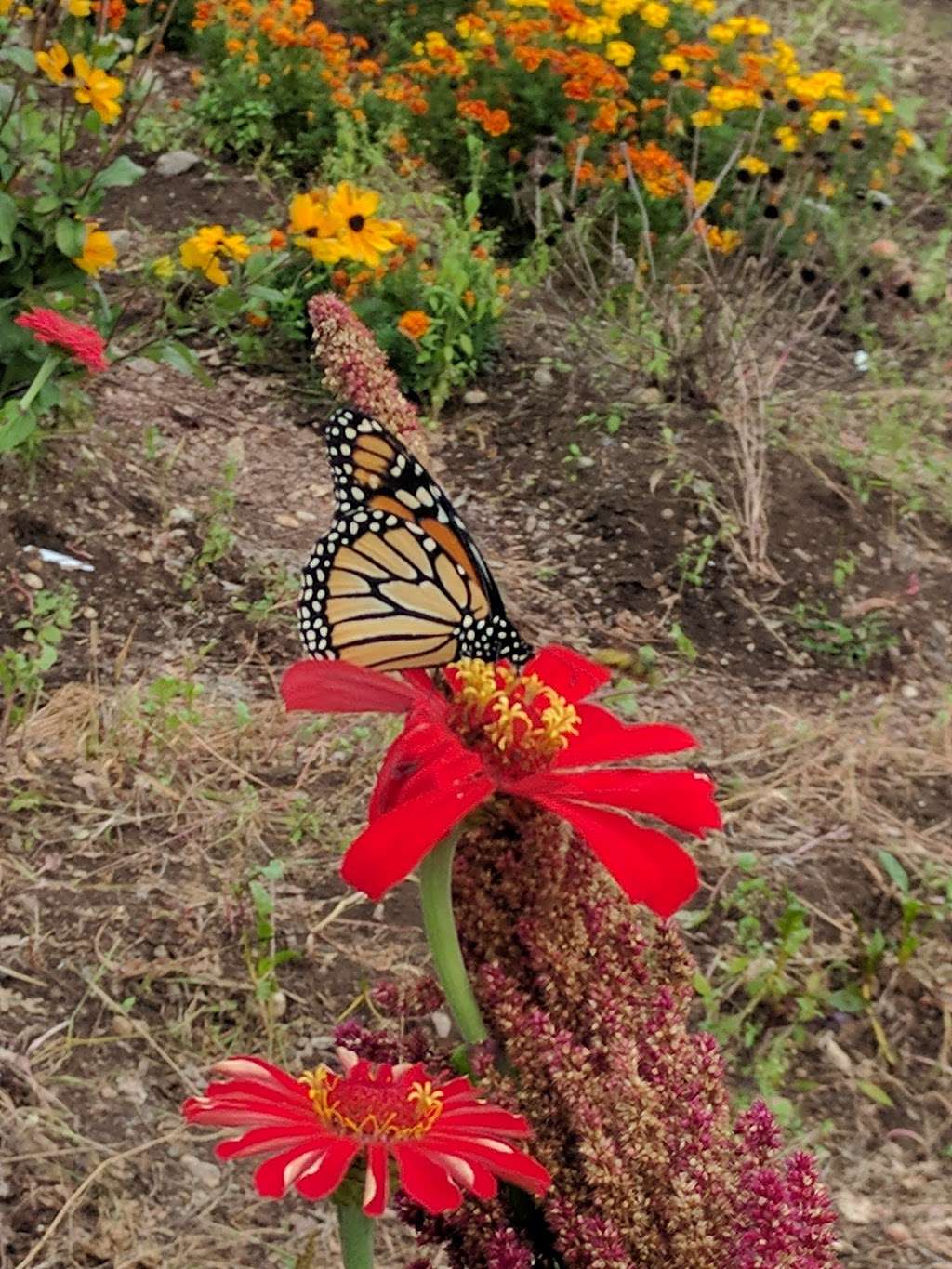 Woburn Community Gardens | Garden St, Woburn, MA 01801, USA | Phone: (781) 897-5933