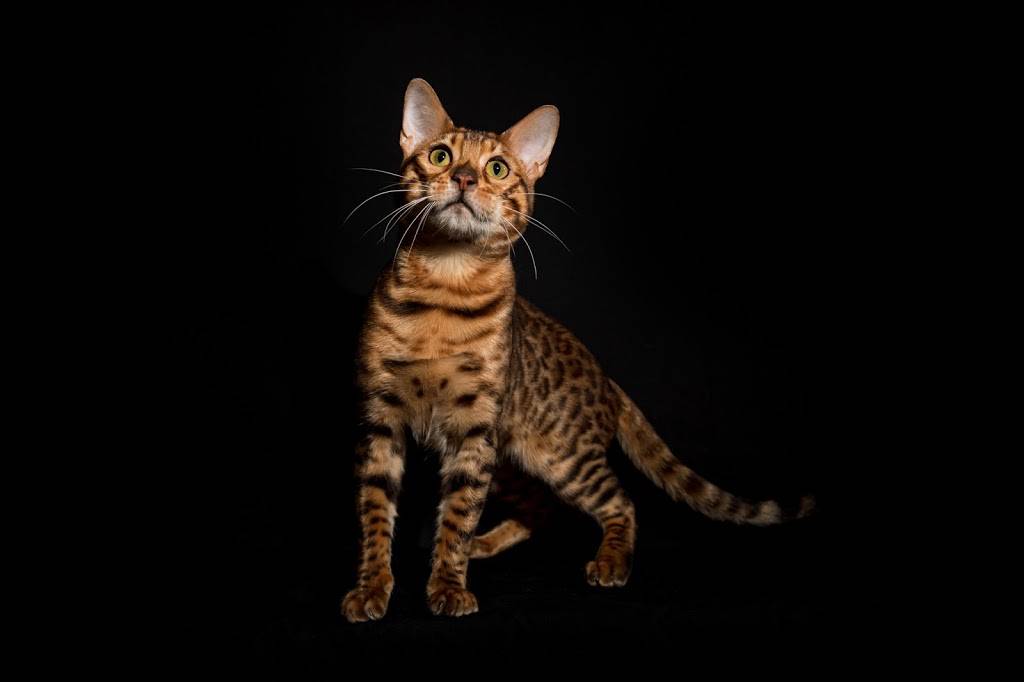 Lucky 1st Bengal Kittens | 52 Rhodes Cir, Hingham, MA 02043, USA | Phone: (781) 749-3790