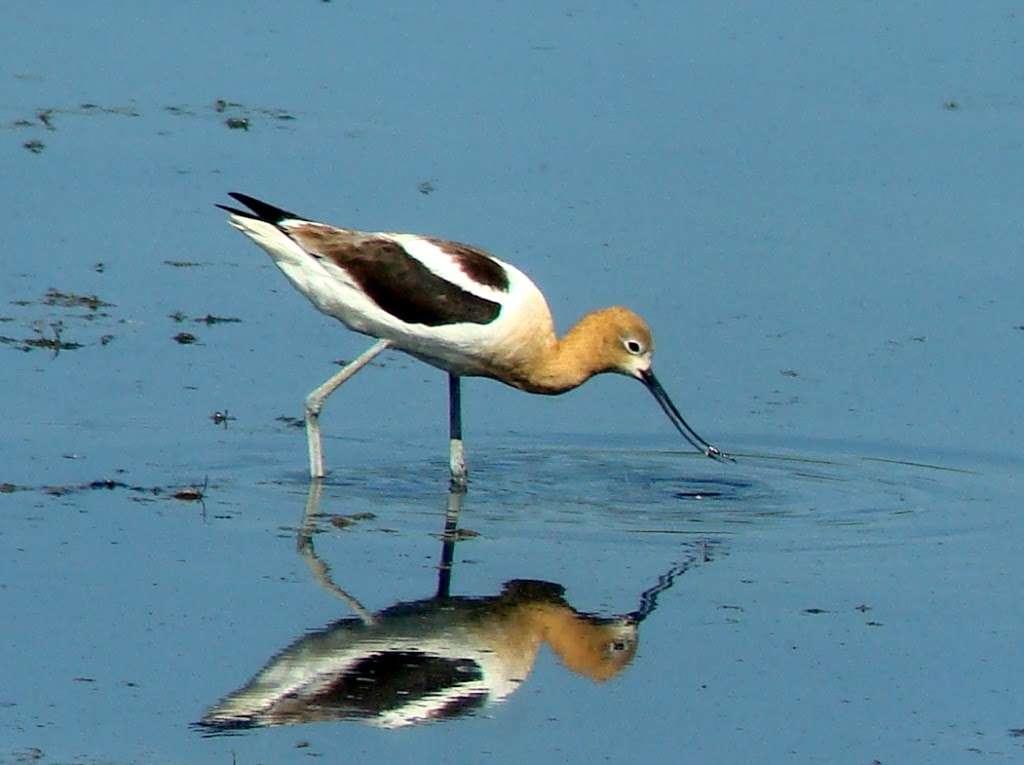 Bird Conservancy of the Rockies | 14500 Lark Bunting Ln, Brighton, CO 80603, USA | Phone: (303) 659-4348