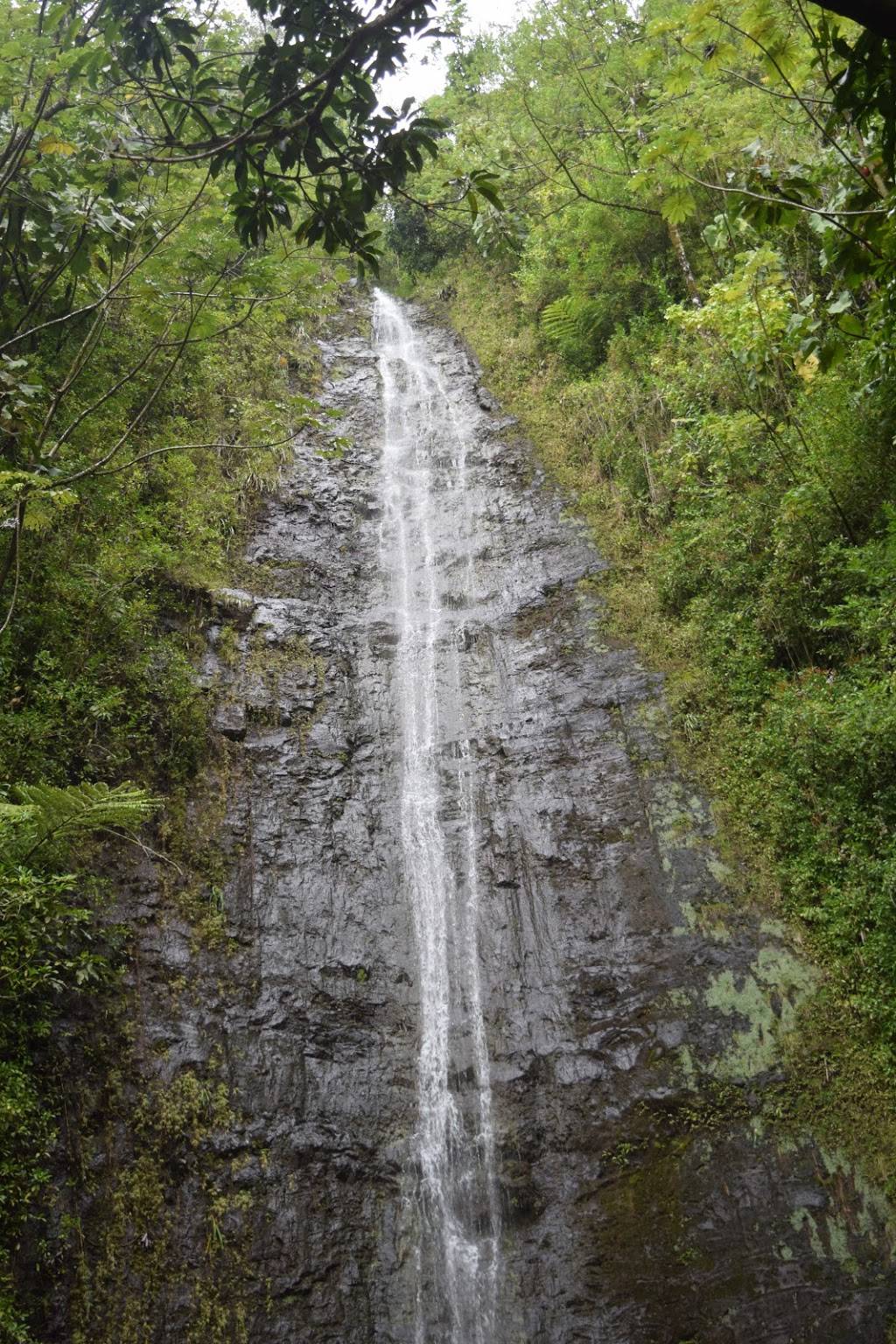 Honolulu Watershed Forest Reserve | Honolulu, HI 96822 | Phone: (808) 973-9778