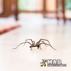 M.A.D. Exterminators Inc. | 78 S Trooper Rd, Norristown, PA 19403, USA | Phone: (610) 539-3180