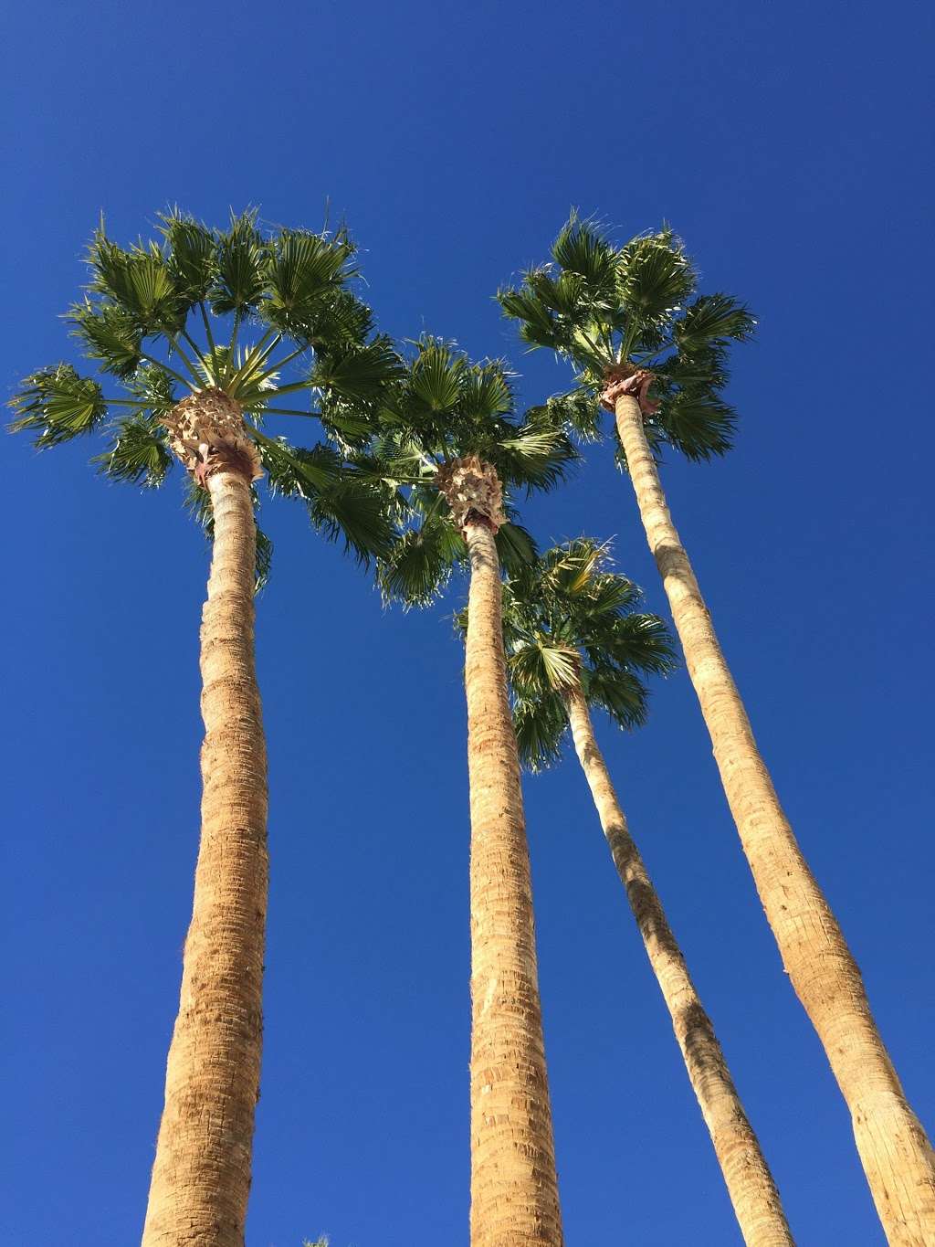 Serene, a Vegas Resort | 455 E Harmon Ave, Las Vegas, NV 89169, USA | Phone: (702) 369-2281
