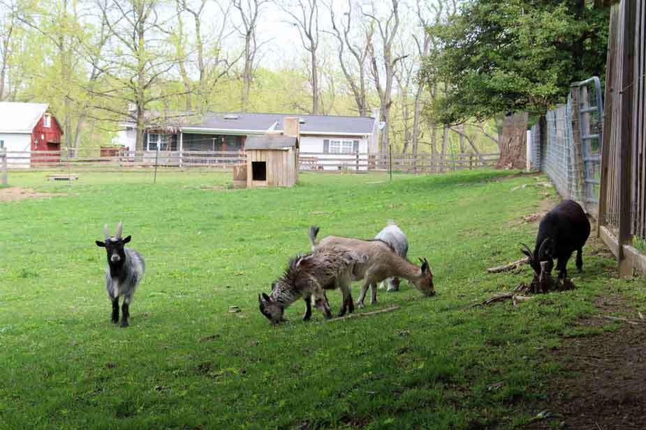 Dutch Homestead Vacation Home | 75 Paradise Ln, Ronks, PA 17572, USA | Phone: (717) 687-8468