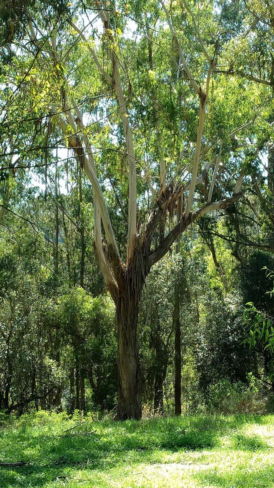 Mineral Springs Picnic Area | 1016 Wildcat Canyon Rd, Berkeley, CA 94708