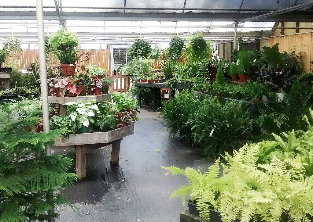 Kings Greenhouse | 524 Stallings Rd, Matthews, NC 28104, USA | Phone: (704) 821-7507