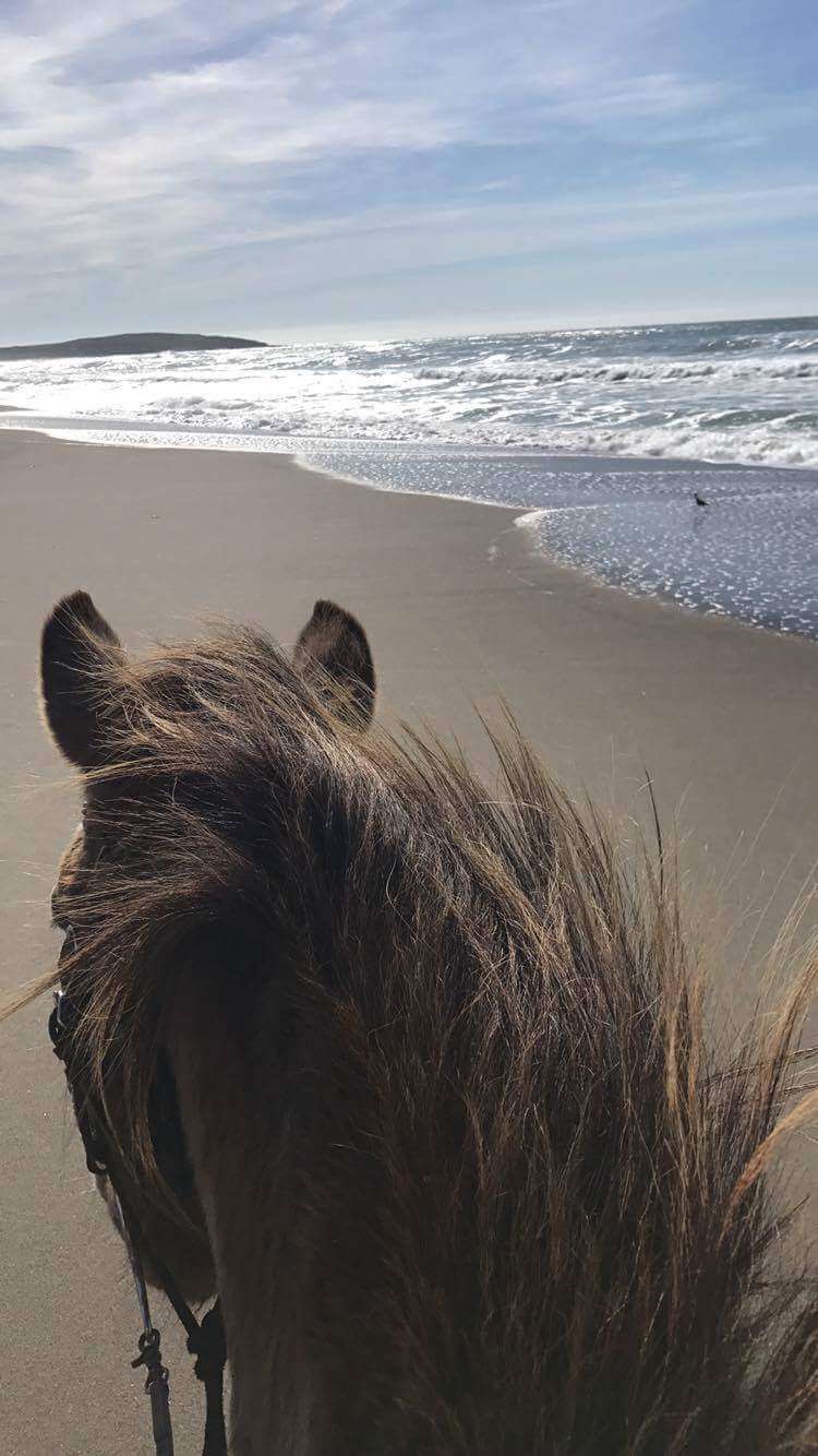 Horse N Around Trail Rides | 18797 CA-1, Bodega Bay, CA 94923, USA | Phone: (707) 875-3333