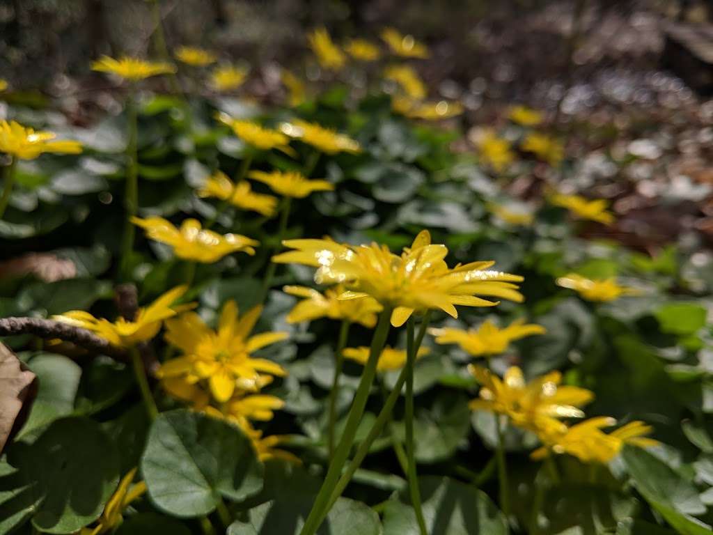 Cooper River Park | Cooper River,, Haddonfield, NJ 08033, USA