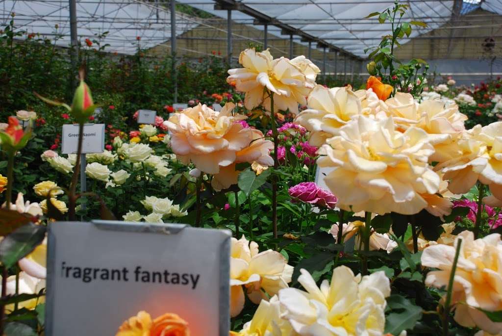 California Pajarosa Floral | 133 Hughes Rd, Watsonville, CA 95076, USA | Phone: (831) 722-6374