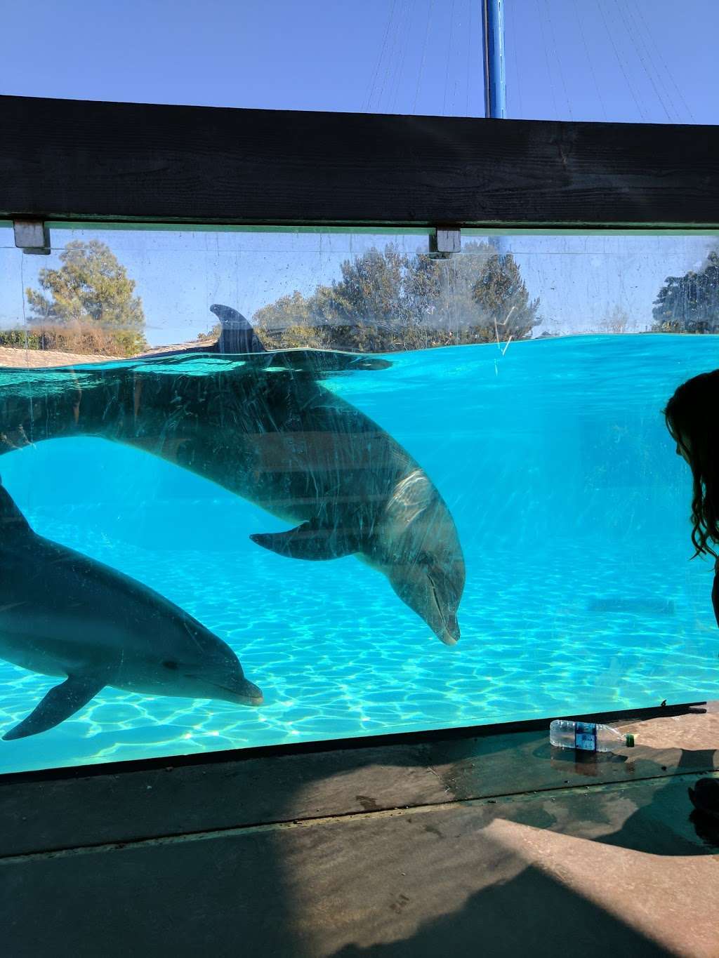 Dolphin Encounter | San Diego, CA 92109, USA