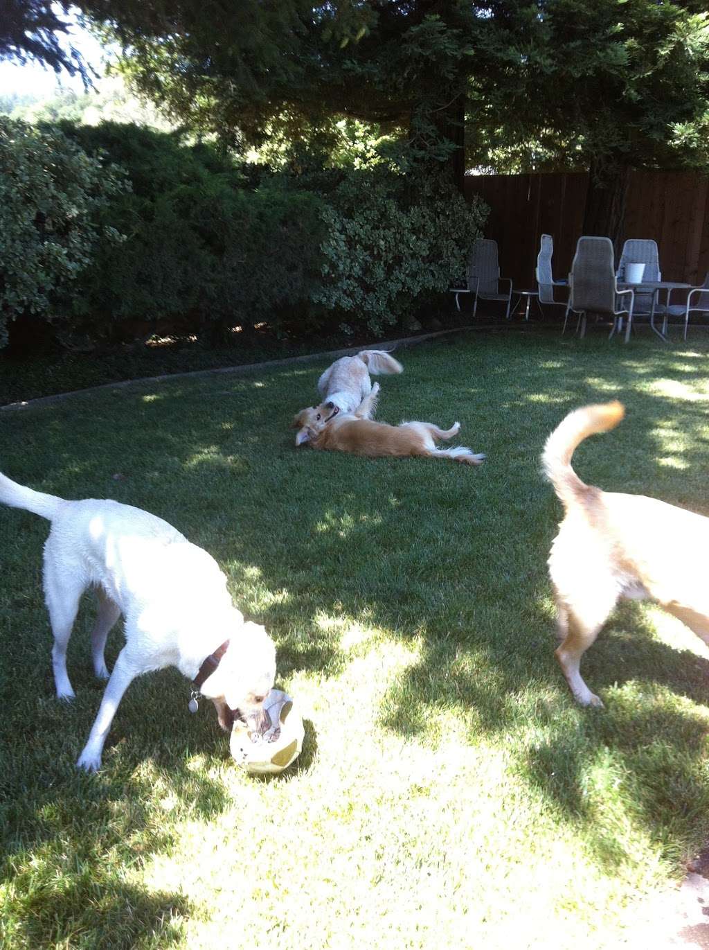 The Meadows Canine Camp | 6445 Sonoma Hwy, Santa Rosa, CA 95409, USA | Phone: (707) 536-3707