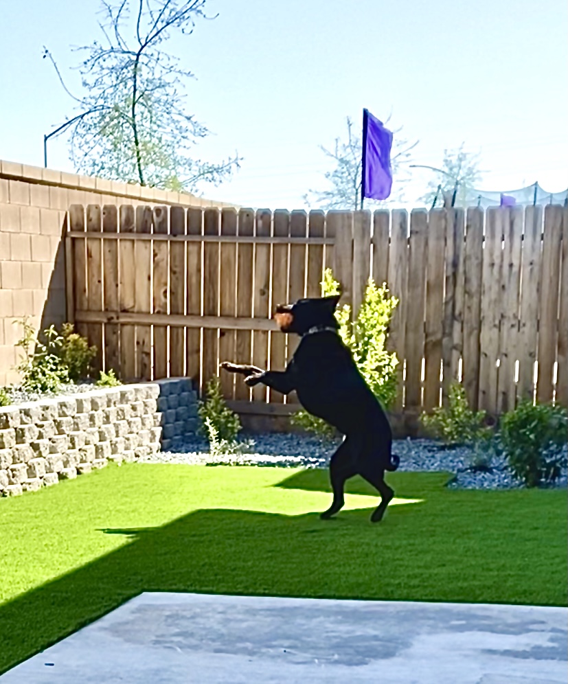 The Poop Fairies | 14943 Brookhill Rd, Madera, CA 93636, USA | Phone: (559) 468-7667