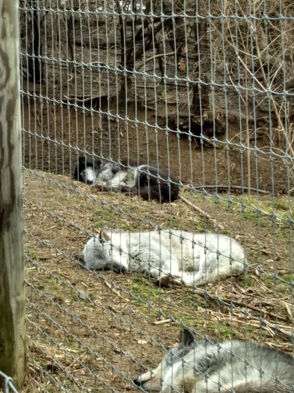 Wolf Sanctuary of PA | 465 Speedwell Forge Rd, Lititz, PA 17543, USA | Phone: (717) 626-4617