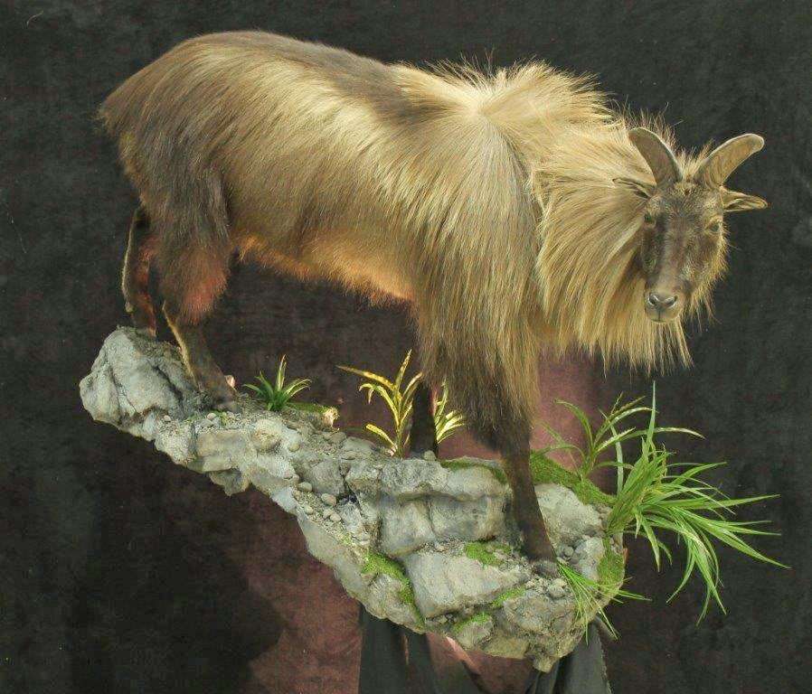 Creative Concepts Taxidermy | 7194 Montevideo Rd, Jessup, MD 20794, USA | Phone: (410) 799-1558