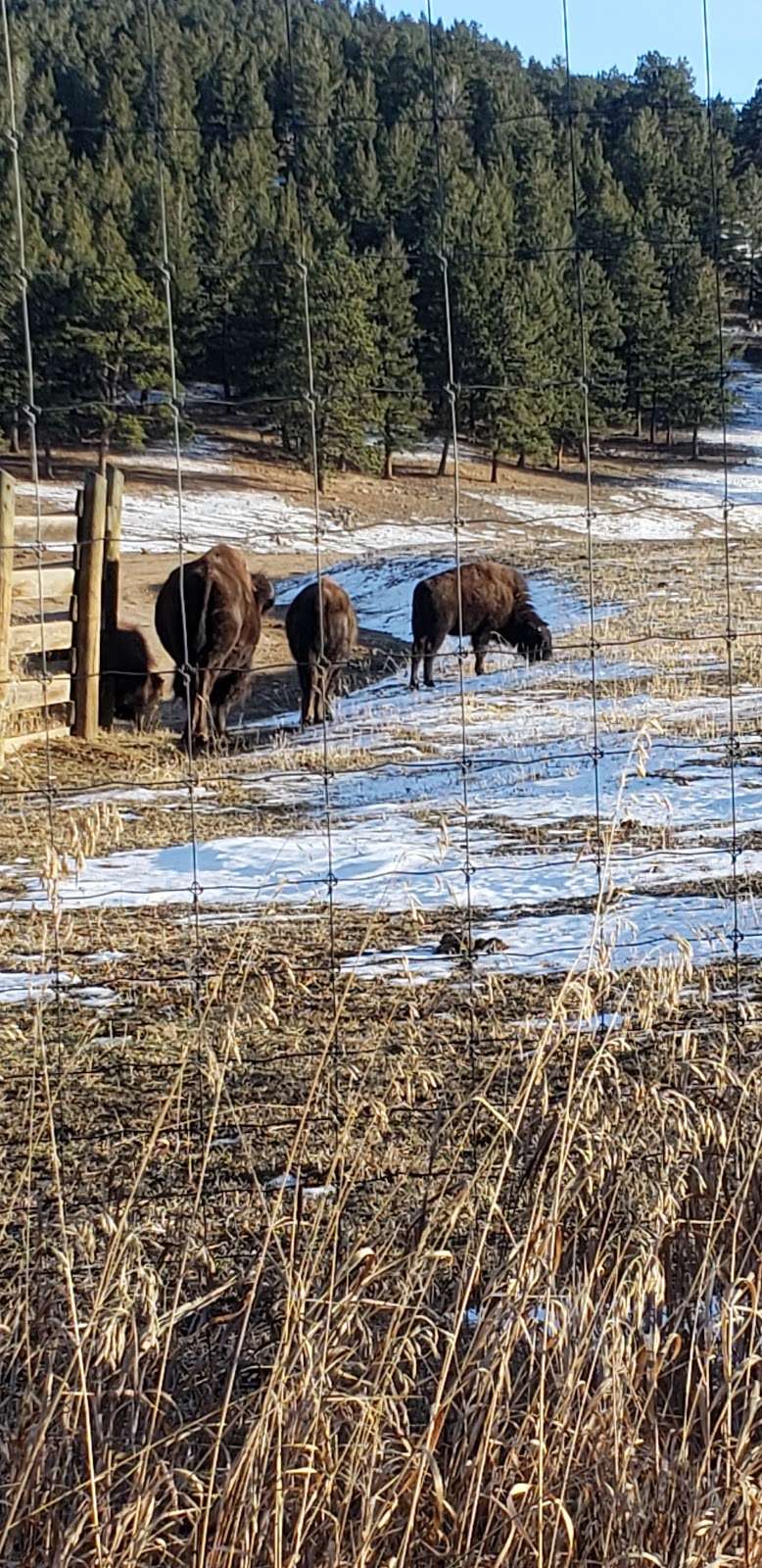 Buffalo Overlook | I-70 Exit 254, Golden, CO 80401, USA