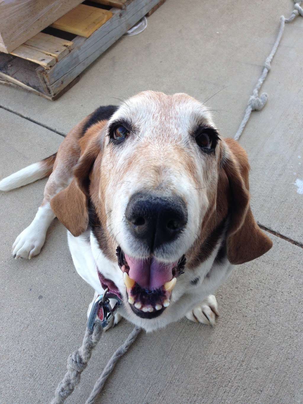 East Valley Emergency Pet Clinic | 938 N Diamond Bar Blvd, Diamond Bar, CA 91765, USA | Phone: (909) 861-5737