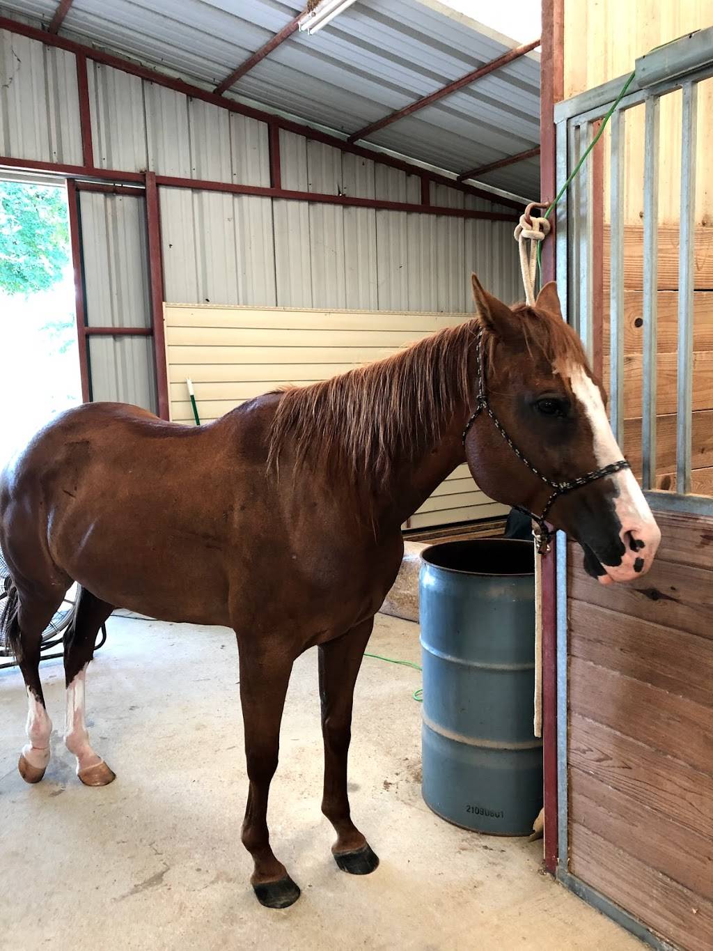 Weems & Stephens Equine Hospital | 5960 Hospital Rd, Aubrey, TX 76227, USA | Phone: (940) 365-9632