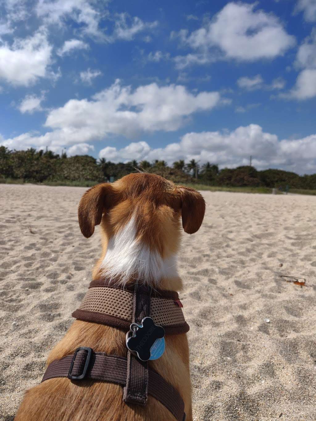 Haulover Beach Dog Park, 10800 Collins Ave, Miami Beach ...