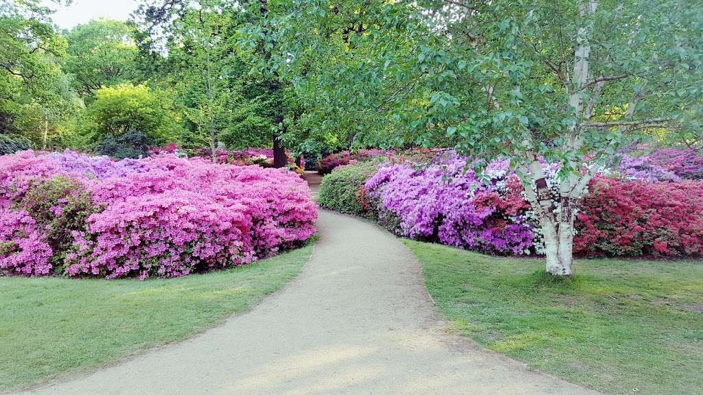 Isabella Plantation | 173 Clarence St, Kingston upon Thames TW10 5HP, UK | Phone: 0300 061 2200